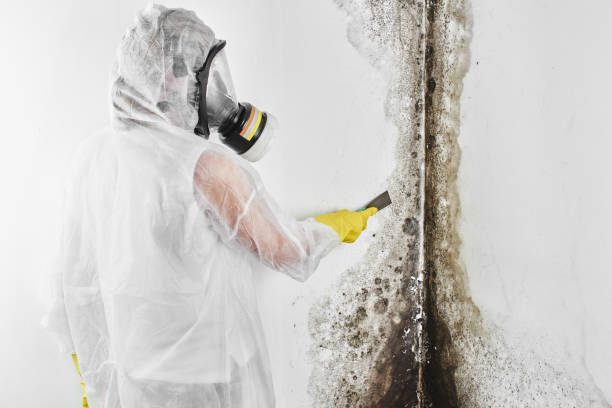 Professional Mold Removal in Port Hueneme, CA