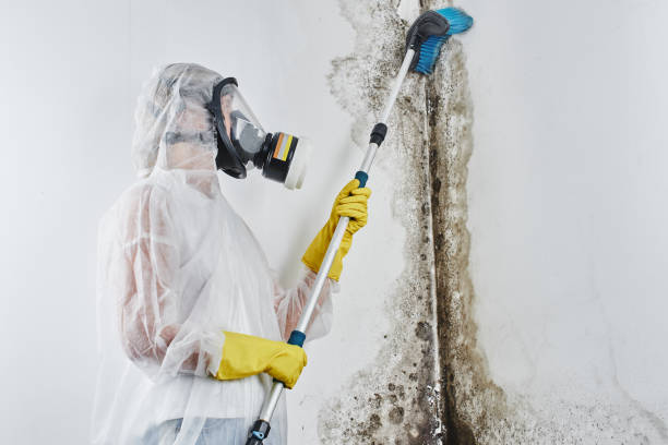 Mold Removal and Inspection in Port Hueneme, CA