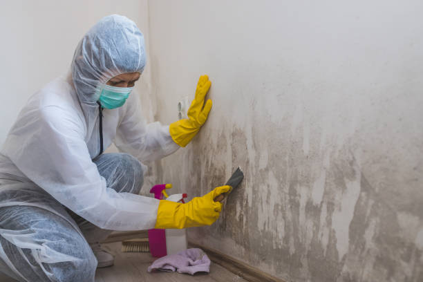 Attic Mold Removal in Port Hueneme, CA