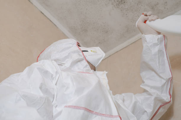 Best Mold Removal and Inspection  in Port Hueneme, CA