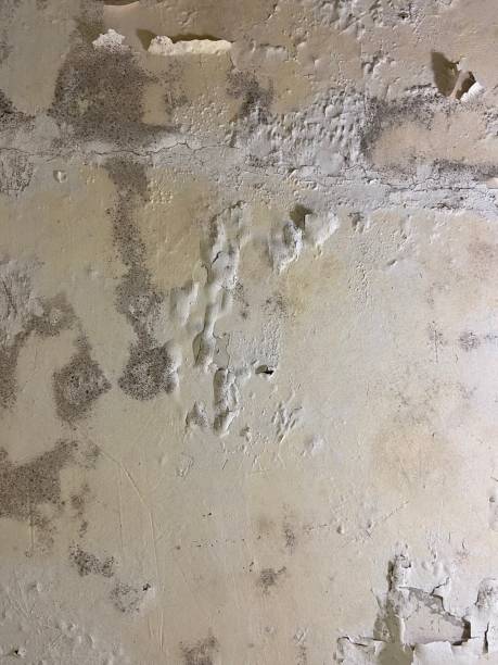 Best Mold Testing  in Port Hueneme, CA