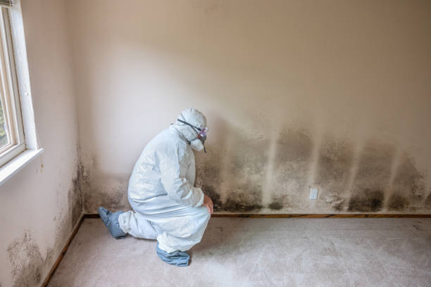 Best Residential Mold Removal  in Port Hueneme, CA