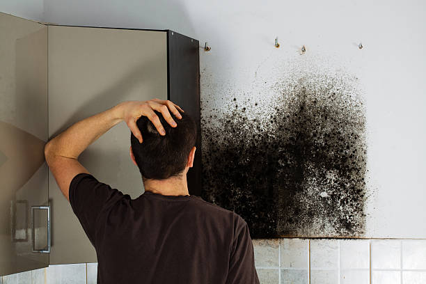 Best Emergency Mold Removal  in Port Hueneme, CA