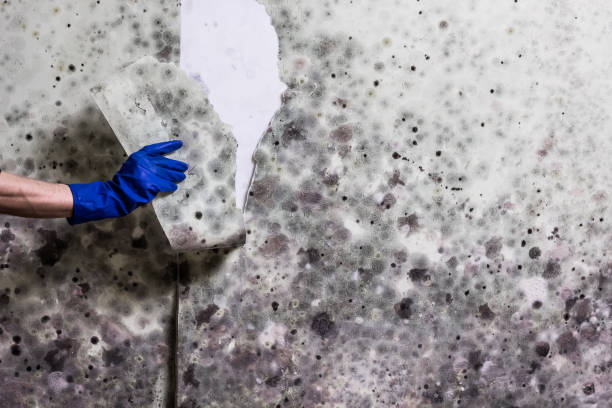 Best Attic Mold Removal  in Port Hueneme, CA
