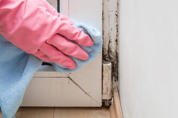 Best Commercial Mold Removal  in Port Hueneme, CA