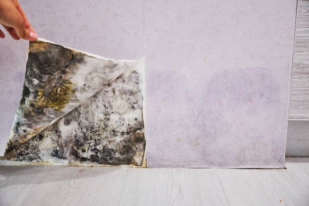 Best Same-Day Mold Removal  in Port Hueneme, CA